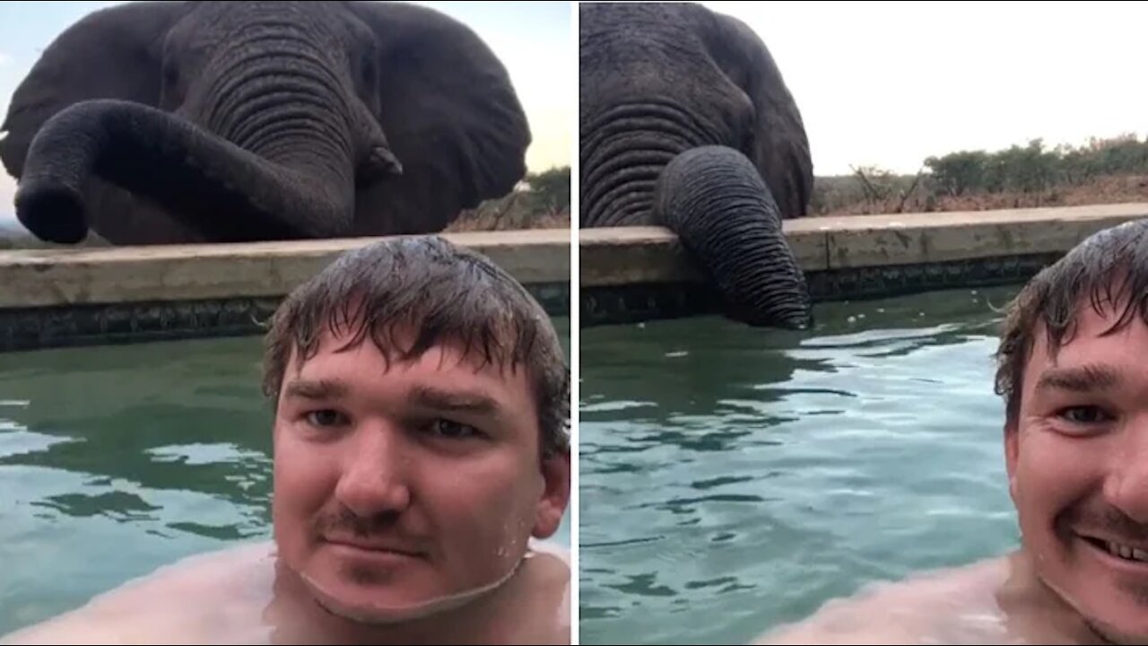 CURIOUS ELEPHANT IN THE SWIMMING POOL