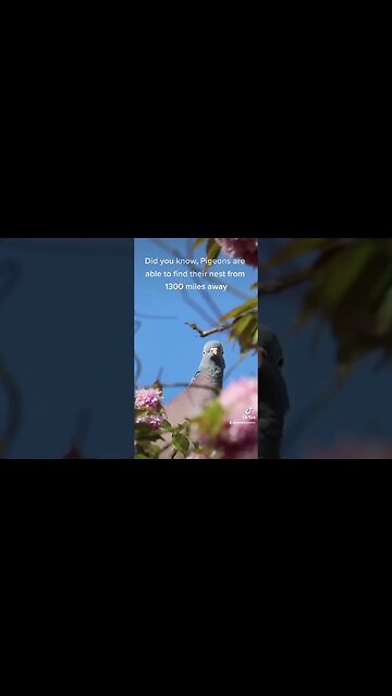 Pigeons always find their way home! #facts