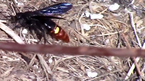 A Blue-winged Wasp Hunting For Grubs.