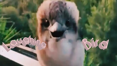 Cute baby kookabura laughing bird # Amazing bird.