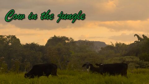 Cow in the jungle