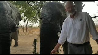 FEATURE: SA man in Chad making his porch a 'safe haven' for elephants (BNn)