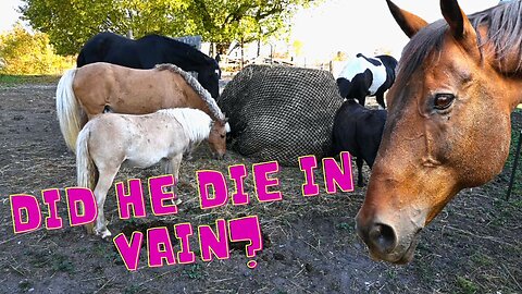 Did He Die In Vain?