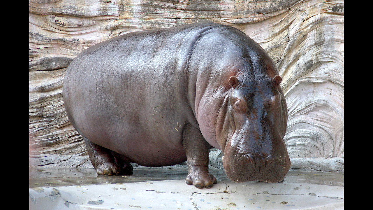 strong hippo