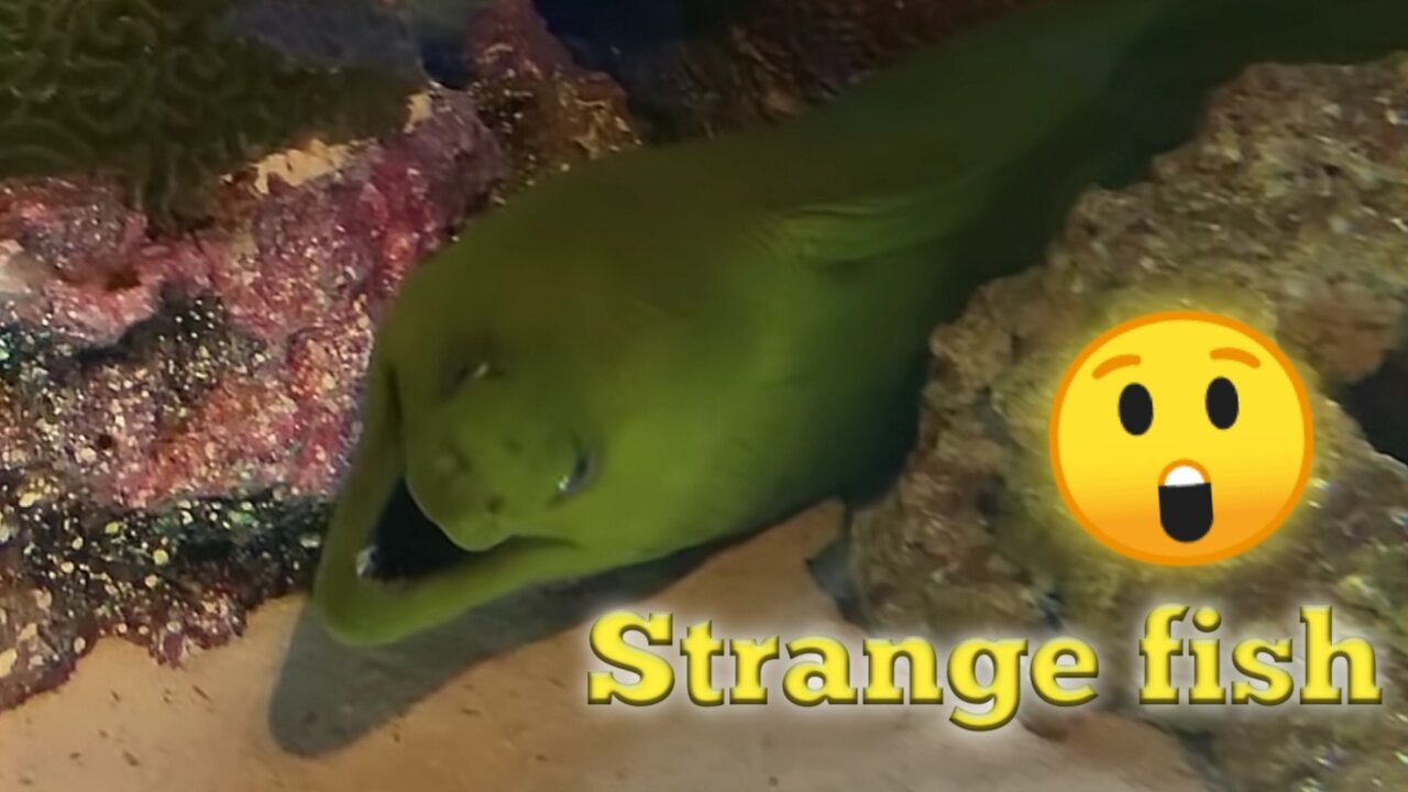 A strange green fish in the depths of the sea