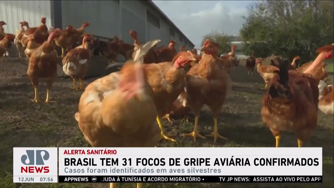 Brasil tem 31 focos de gripe aviária confirmados