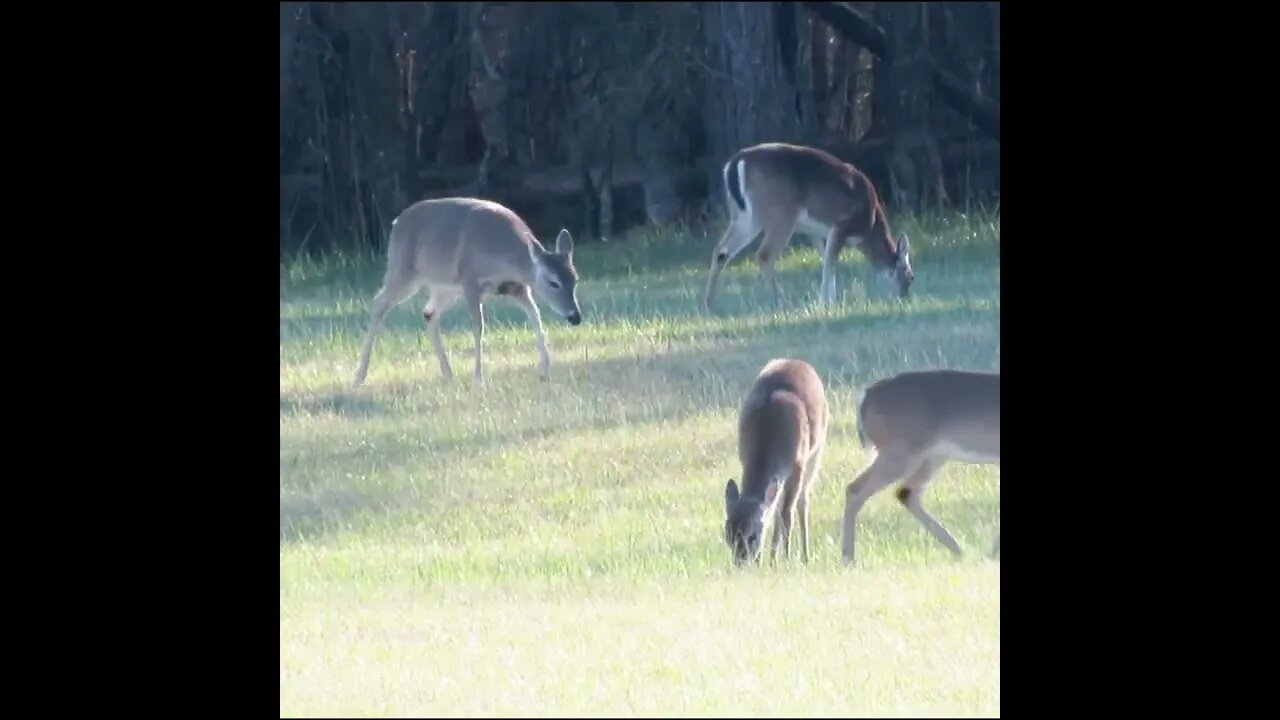 Deer herd with little button buck