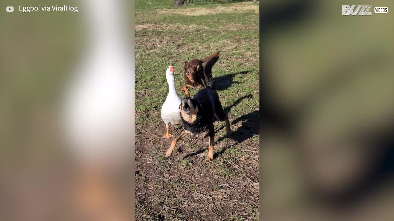 Ganso pensa que é cachorro