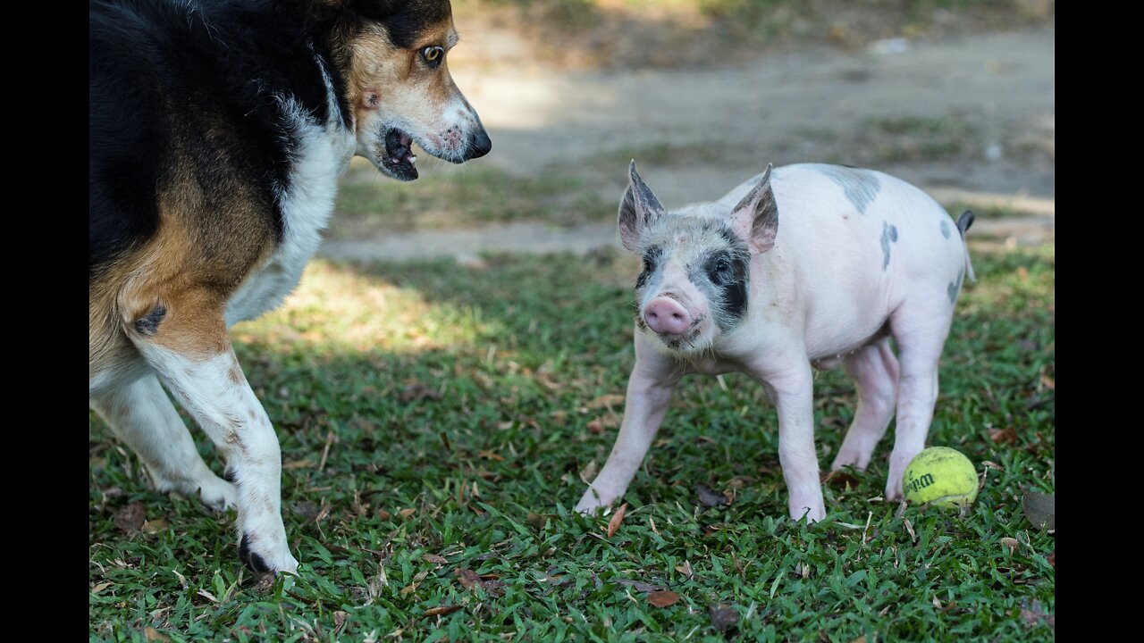 Train Your Dog to Feed a Piglet