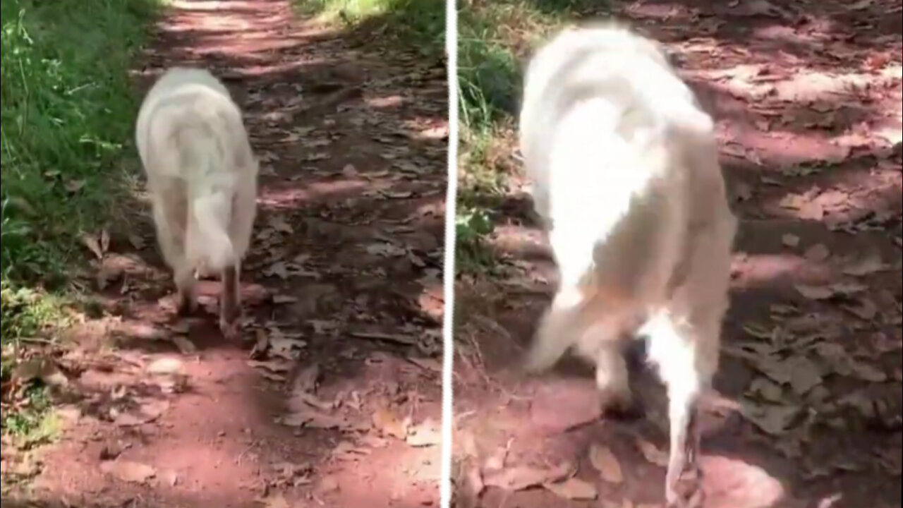 golden retriever walking in a funny way