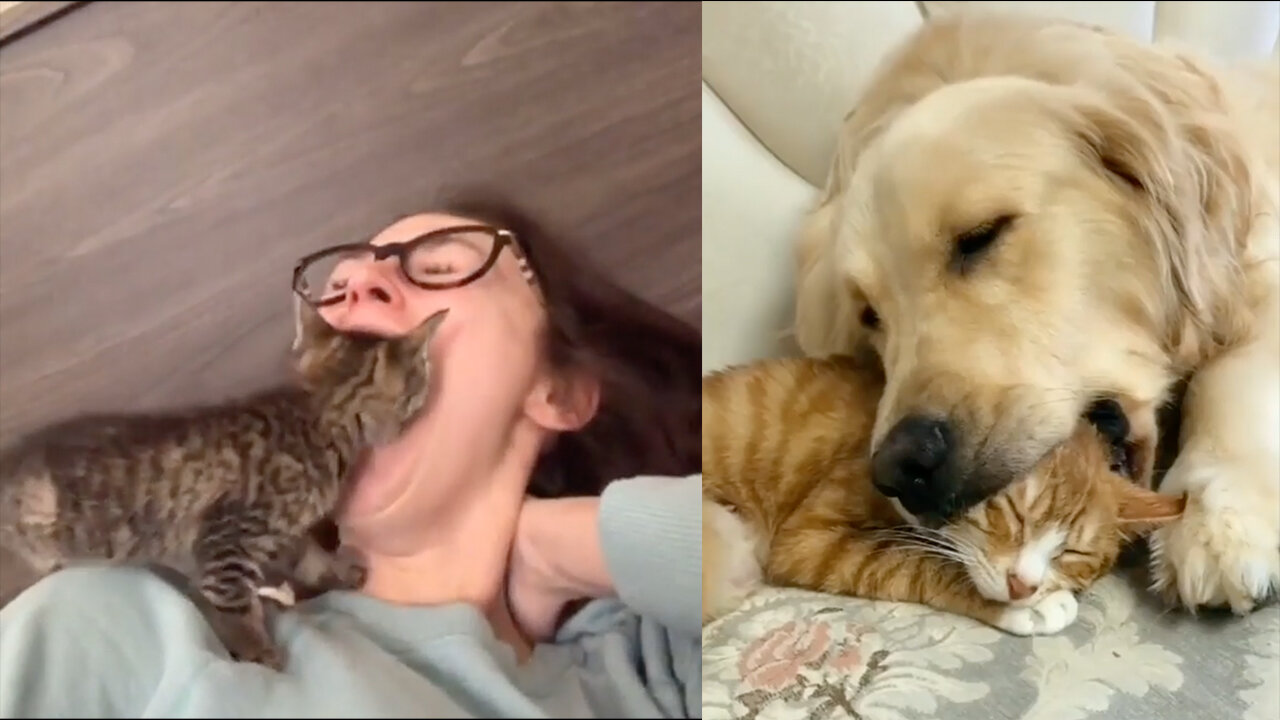 Baby Cats - Cute Pets And Funny Animals Compilation #00