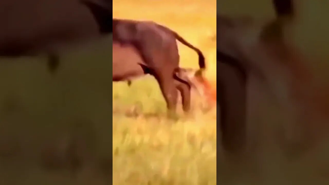 Essa doeu, mordeu no saco do Bufalo