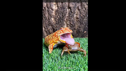 Frog eats everone and everything #shorts #animals #nature #wildlife #frog #animals