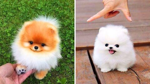 Funny and Cute pocket Dog🐶🐶♥️