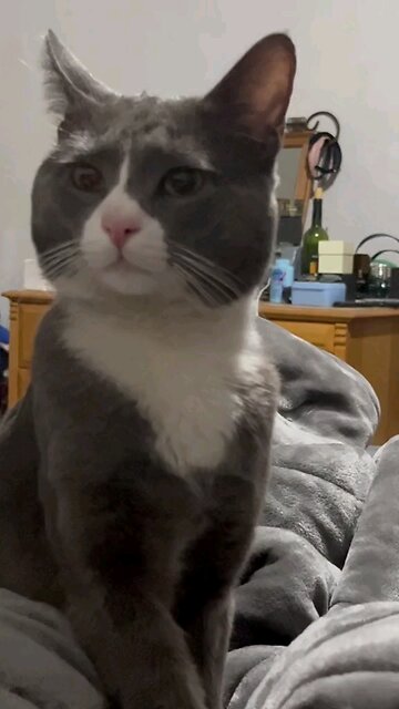 beautiful and fun cats