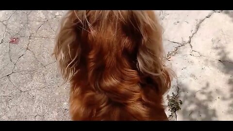 #dogshow , #animals , #dogs