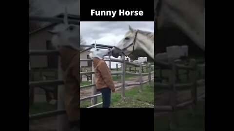 Funny Horse