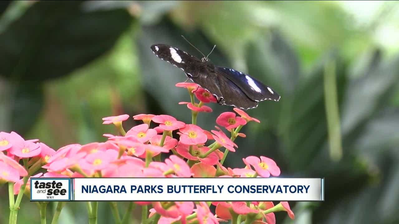 Butterflies to Buffalo; Botanical Gardens receives $1.5 million for conservatory, café