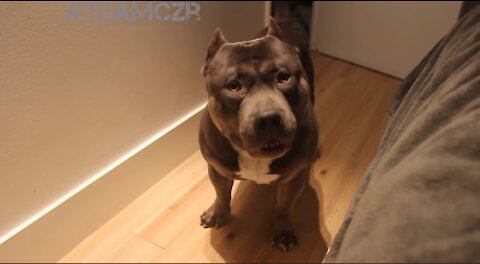 Talking dog American Bully is so smart!!