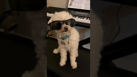 Rush E Key of Poodle 🐩 #funny #doglover #dogs #funnyshorts #rush #puppy