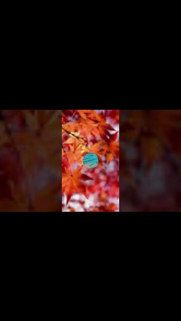 RELAXING MUSIC/DEEP SLEEP MUSIC/autumn ambience music #shorts