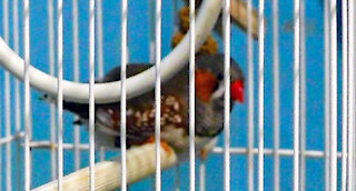 IECV PBV #110 - 👀 Jumper The Zebra Finch Eating His Millet 🐤5-2-2019