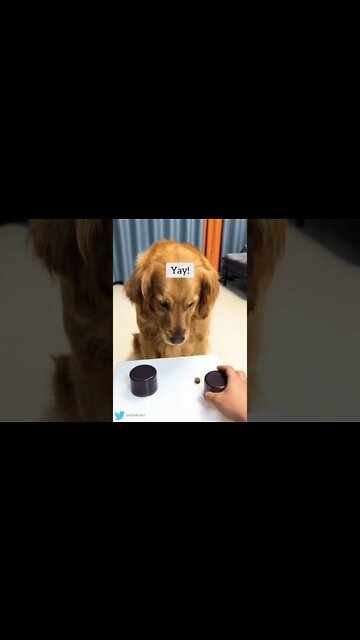 It's never too late to change your mind...🐶🐾🍪😂😂