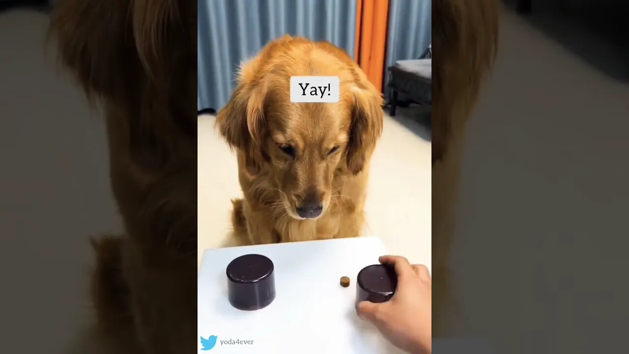 It's never too late to change your mind...🐶🐾🍪😂😂