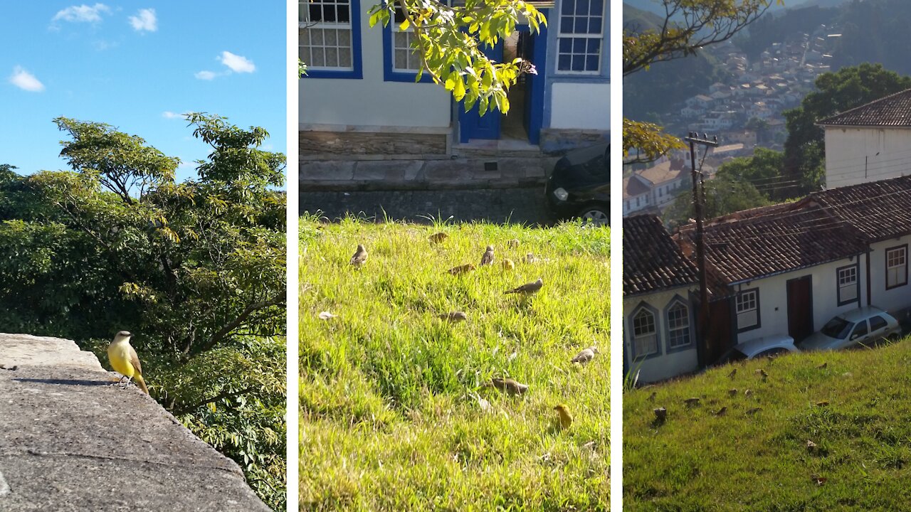Birds Feeding and Singing - Sunny Day - Historic City