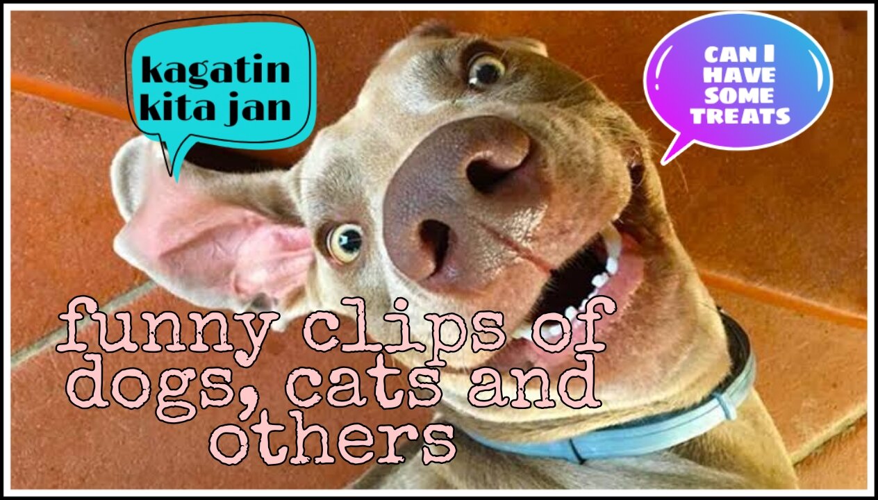 Funny clips of dogs cats and others