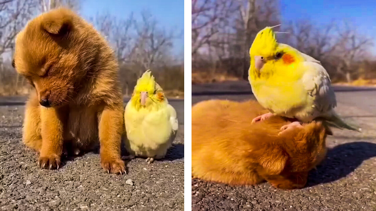 The Parrot Bothered Him To Rest