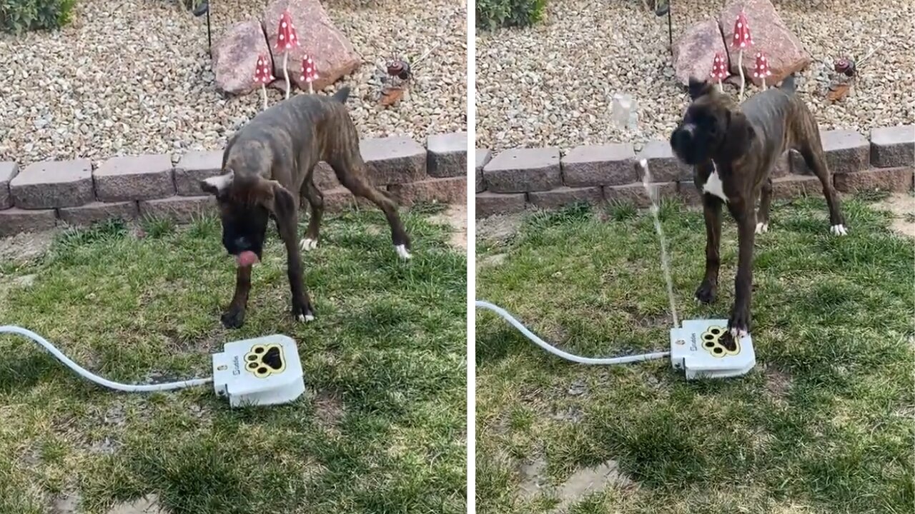 Dog trying to drink from the dog's water fountain