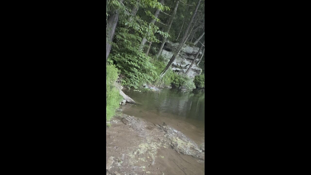 Mountain Cur puppies in the water