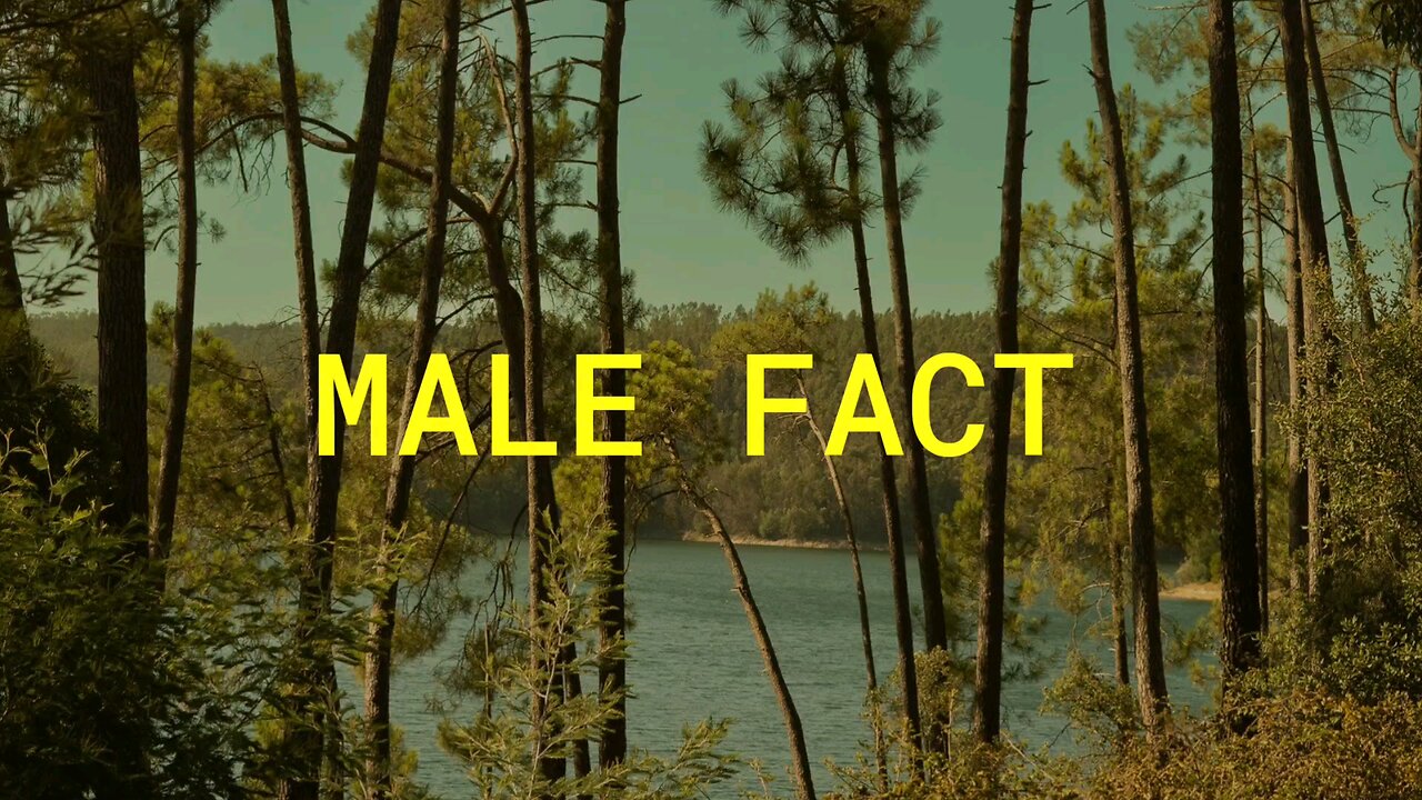 Male Fact