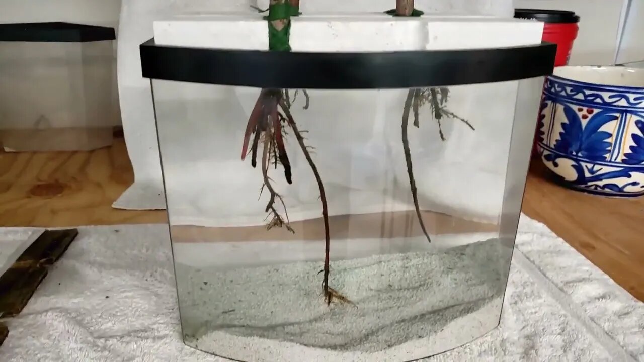 Mangrove Aquarium Fish Tank Roots Update