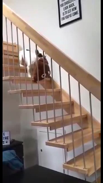 Pup Adorably Carries Favorite Pillow Down The Stairs