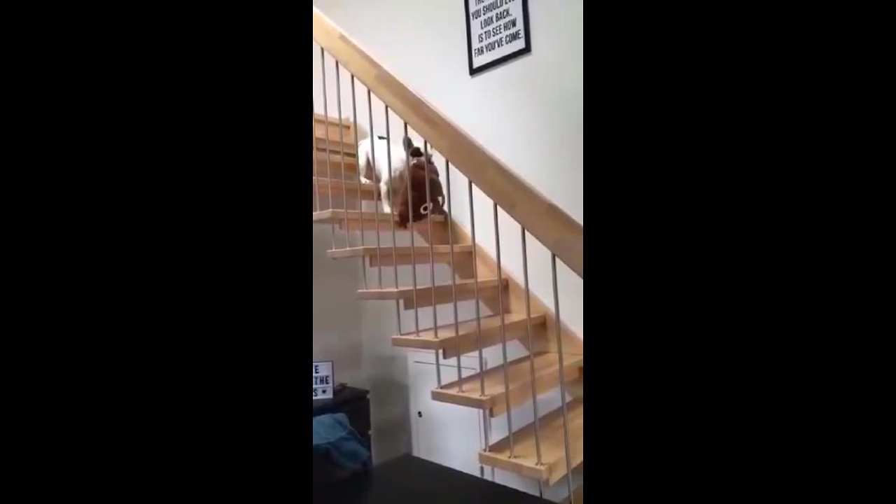 Pup Adorably Carries Favorite Pillow Down The Stairs