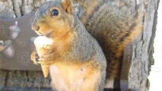 Cet écureuil mange une glace en cornet