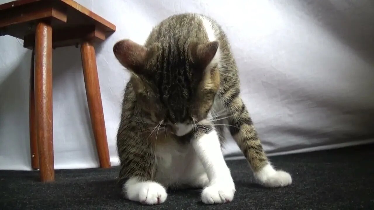No Other Activity Is More Important than Grooming