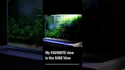 The angle which I love most #planted #plantedtank #aquascape #nature #relaxing #natureaquarium