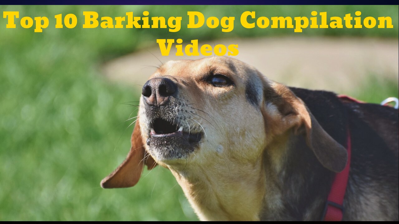 TOP 10 dog barking videos compilation | Funny Dogs | Dog barking sound