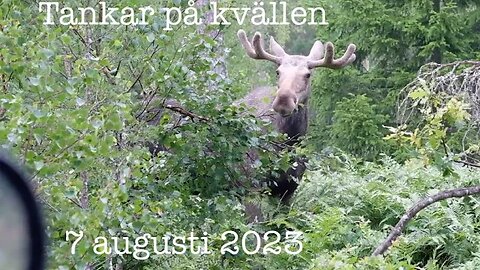 Tankar på kvällen 7 augusti 2023