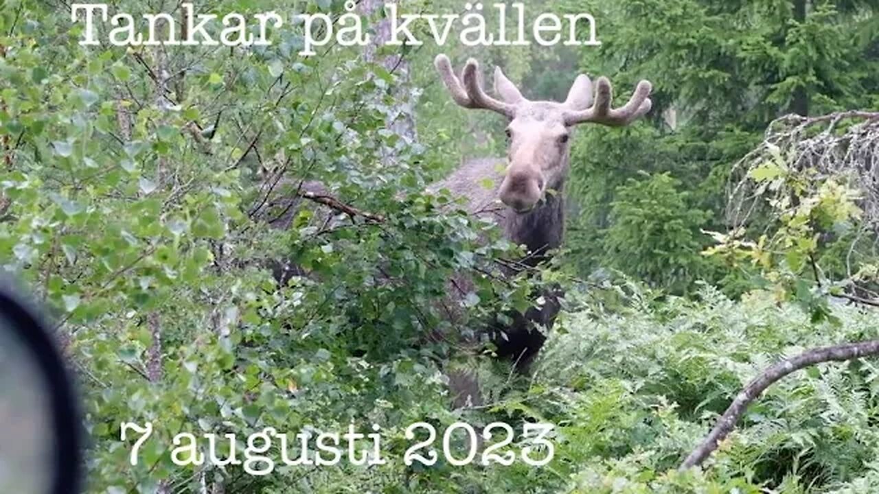 Tankar på kvällen 7 augusti 2023