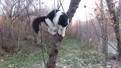 Our Cats #120 #shorts – Pasha & Panqueeñou Race Up and Down Tree Trunks