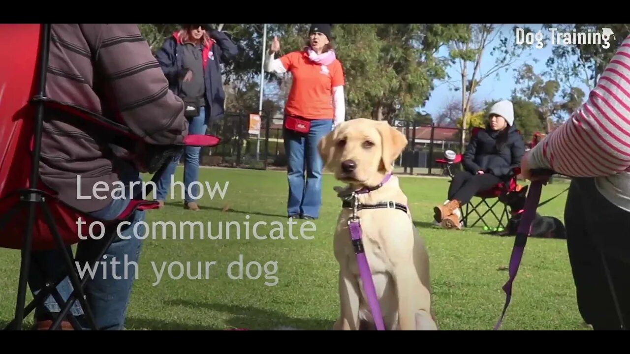 free dog training course 1080p