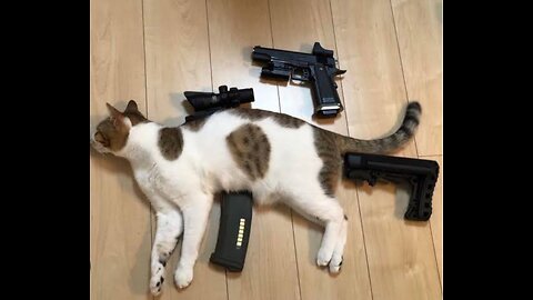 Funny cat vs gun