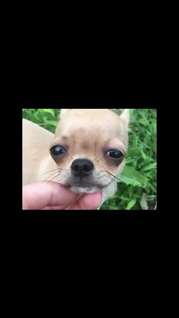 Come See This Adorable Puppy That Will Melt Your Heart!