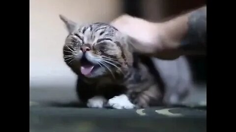 PLAYING CAT VIDEO MEAWWW