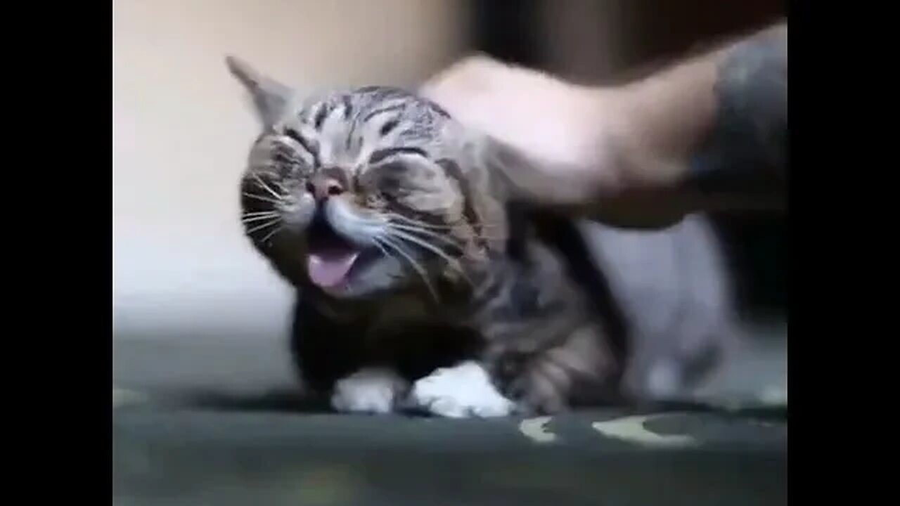 PLAYING CAT VIDEO MEAWWW