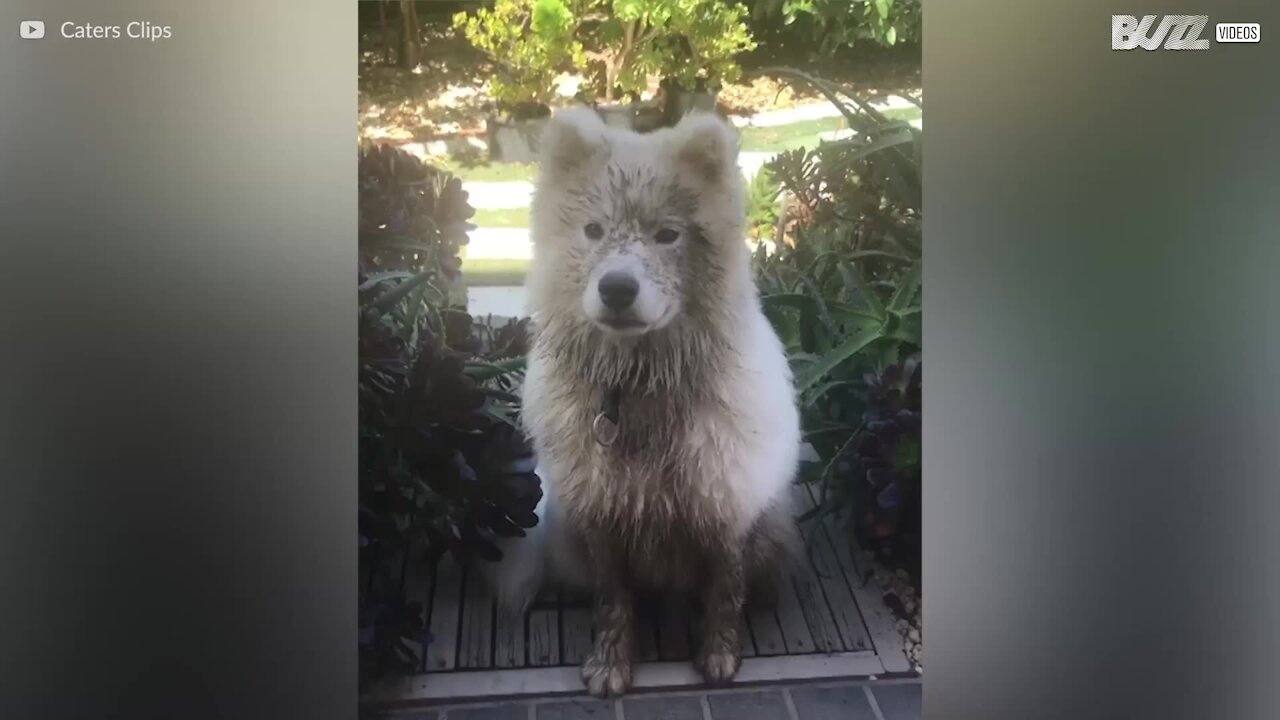 Ce chien apprend à faire coucou à son maître